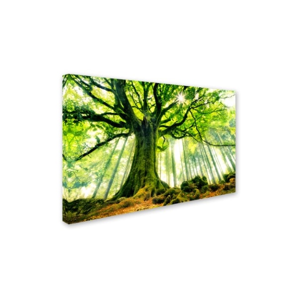 Christophe Kiciak 'Ponthus Beech' Canvas Art,22x32